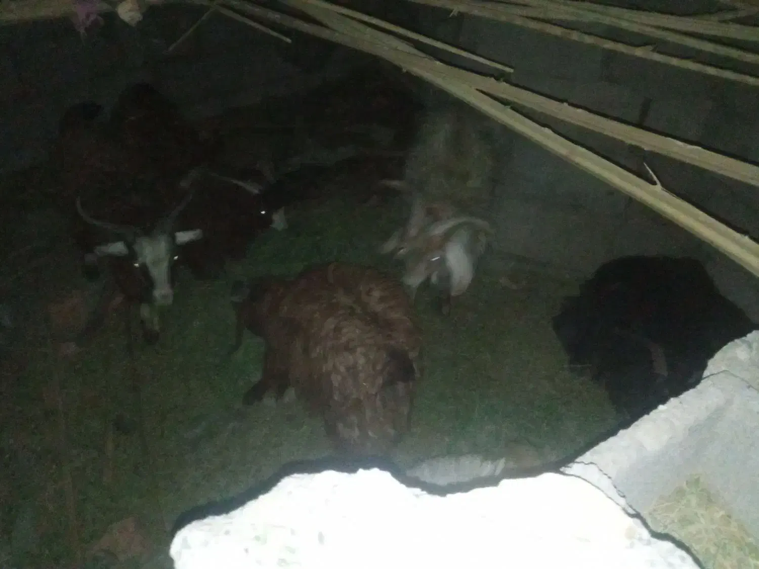 هفت تا کهره چاق شهرستان ریگان|حیوانات مزرعه|بم, |دیوار