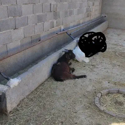 بزغاله نر چاق|حیوانات مزرعه|گرمسار, |دیوار