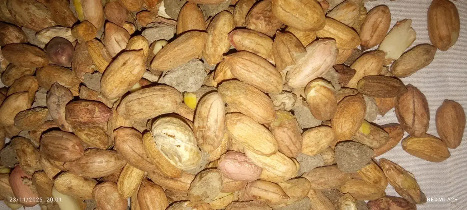 بادام زمینی|خوردنی و آشامیدنی|پاکدشت, شهرک امام رضا|دیوار