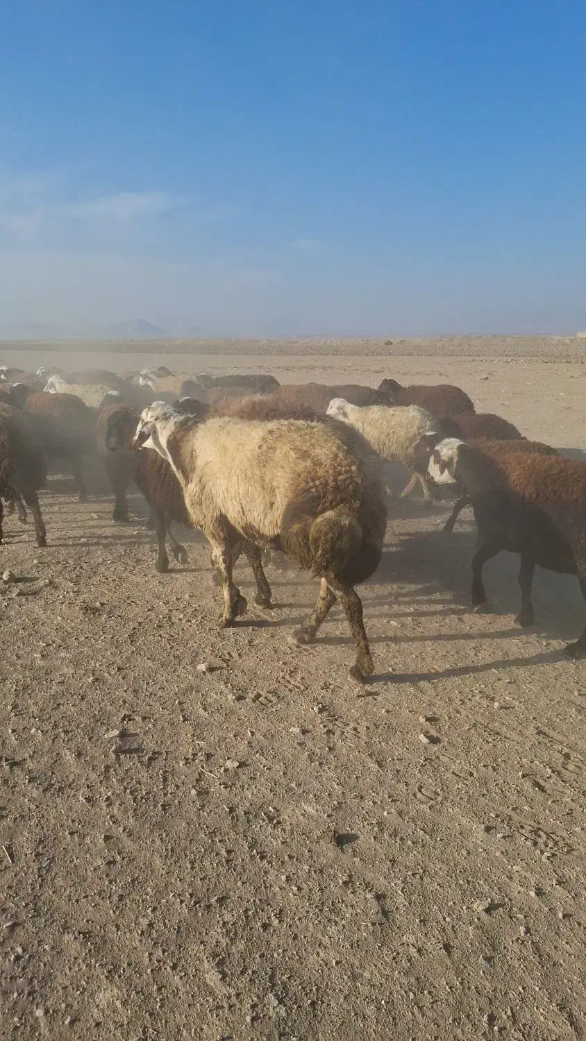 فروش قوچ پلنگی|حیوانات مزرعه|خنداب, |دیوار