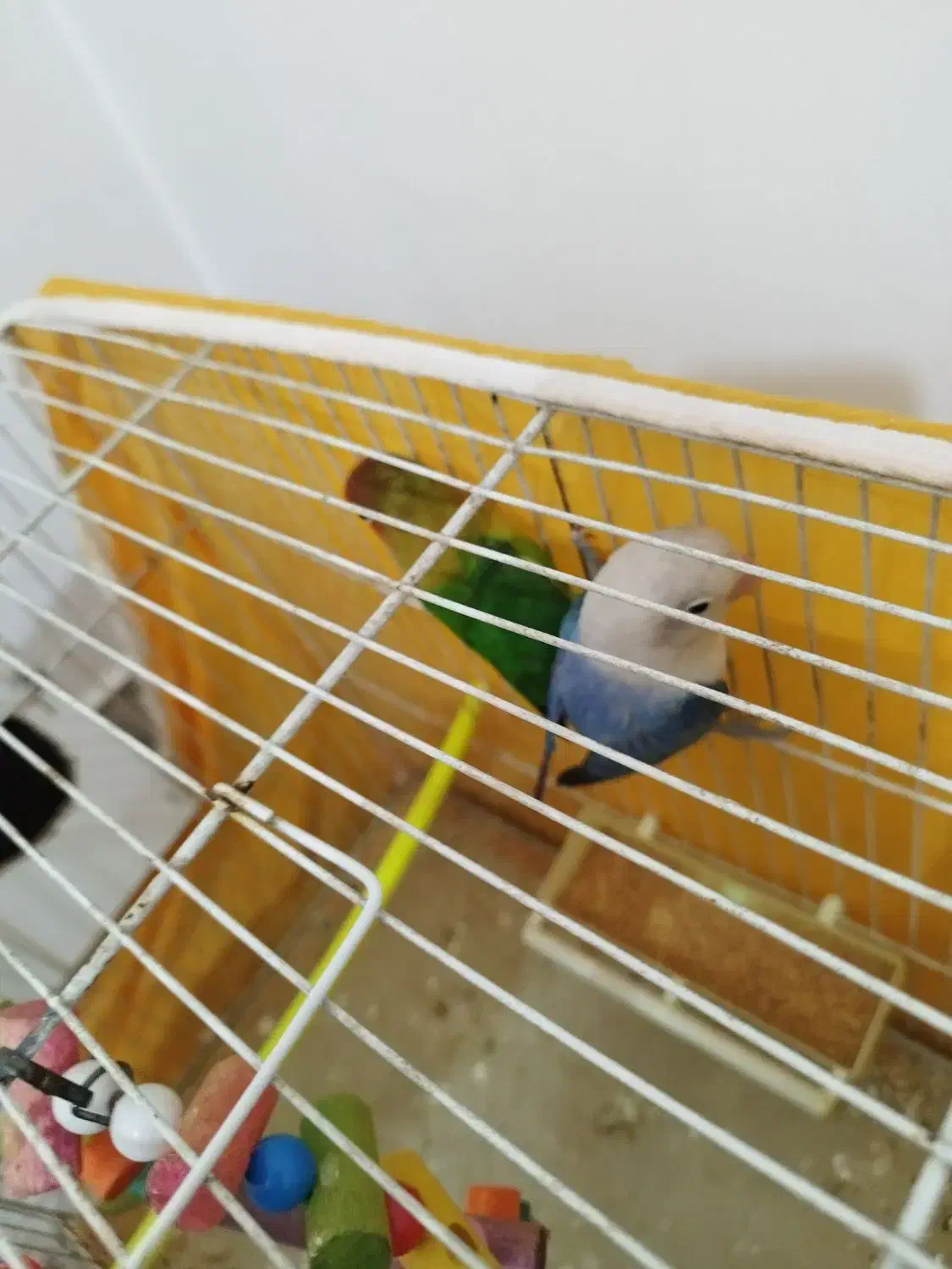 کوتوله بریزیلی|پرنده|مشهد, امیریه|دیوار