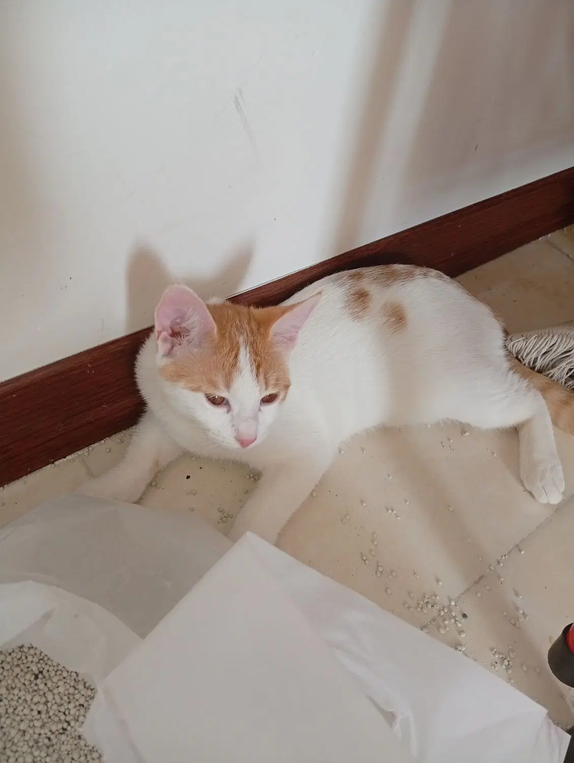 گربه|گربه|سمنان, |دیوار