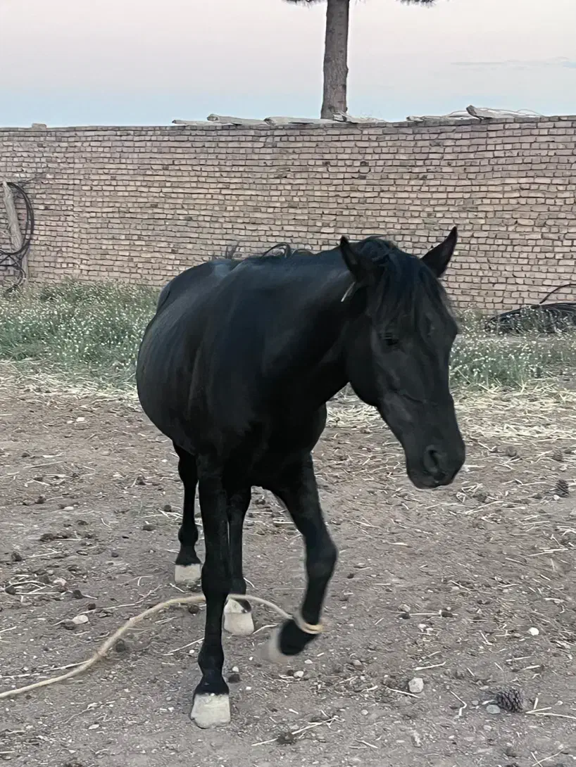 فروش اسب|اسب و تجهیزات اسب‌سواری|شاهرود, |دیوار