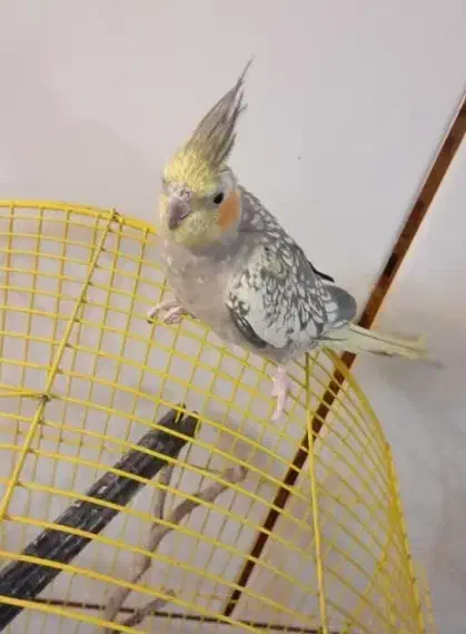 عروس هلندی|پرنده|شهرضا, |دیوار