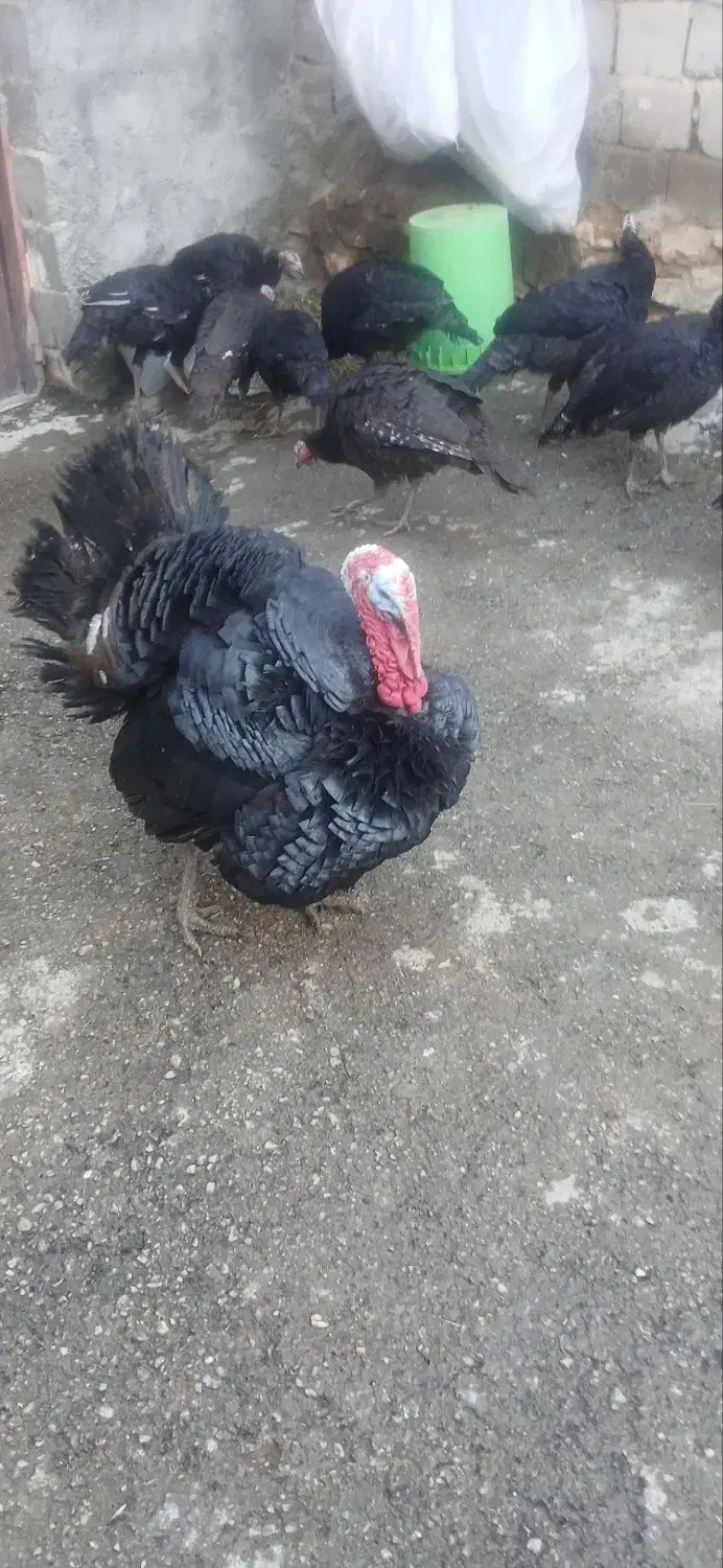 فروش بوقلمون و مرغ و خروس|حیوانات مزرعه|دیواندره, |دیوار