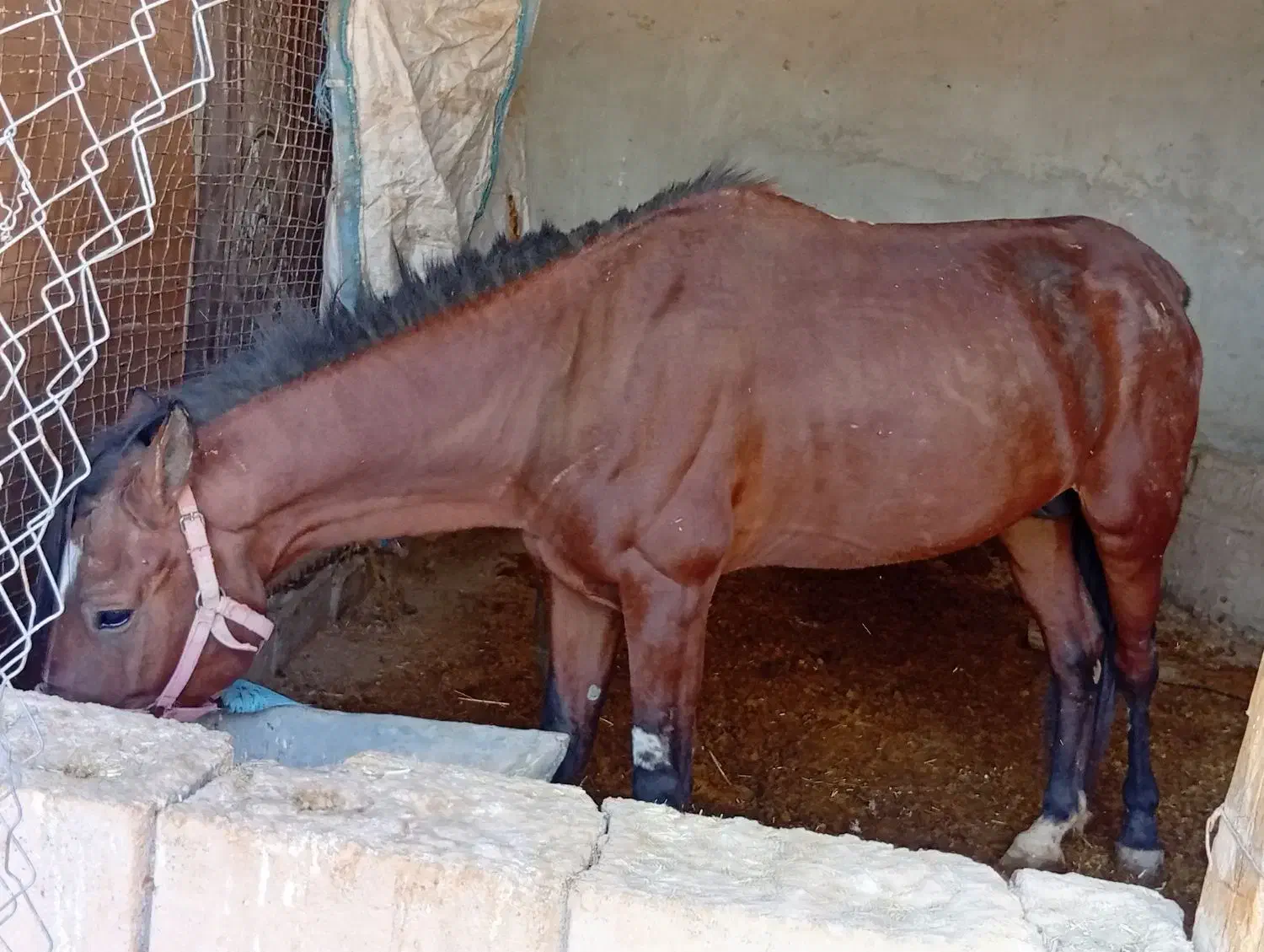 اسب|اسب و تجهیزات اسب‌سواری|رامشیر, |دیوار