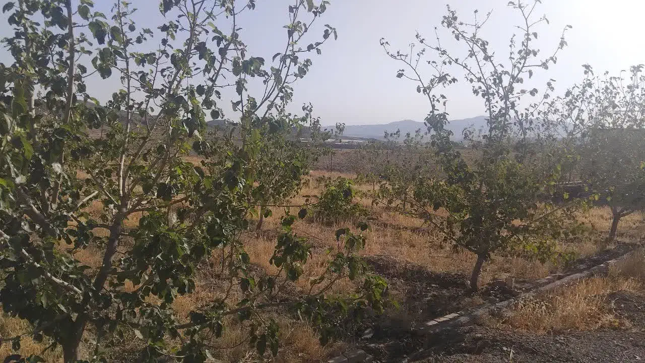 باغ دستجرد روستای سفیدآله قیمت مفت زدم|فروش خانه و ویلا|قم, آزادگان|دیوار