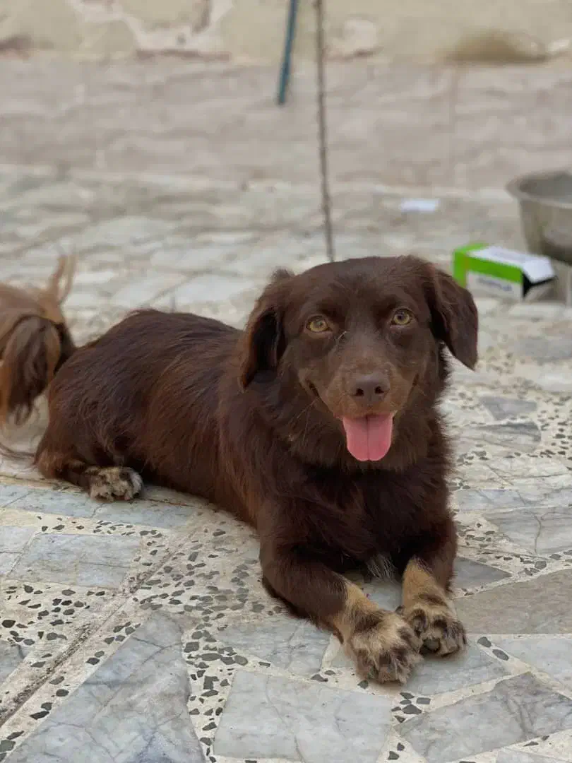 سگ پا کوتاه|سگ|علی‌آباد کتول, |دیوار