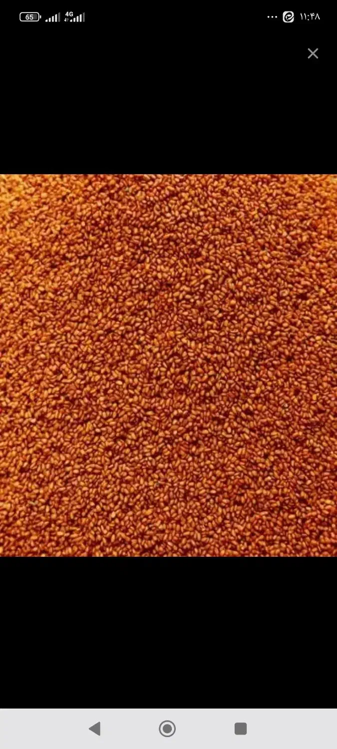 خاکشیر به قیمت روز|خوردنی و آشامیدنی|مرودشت, شهرک مهدیه|دیوار