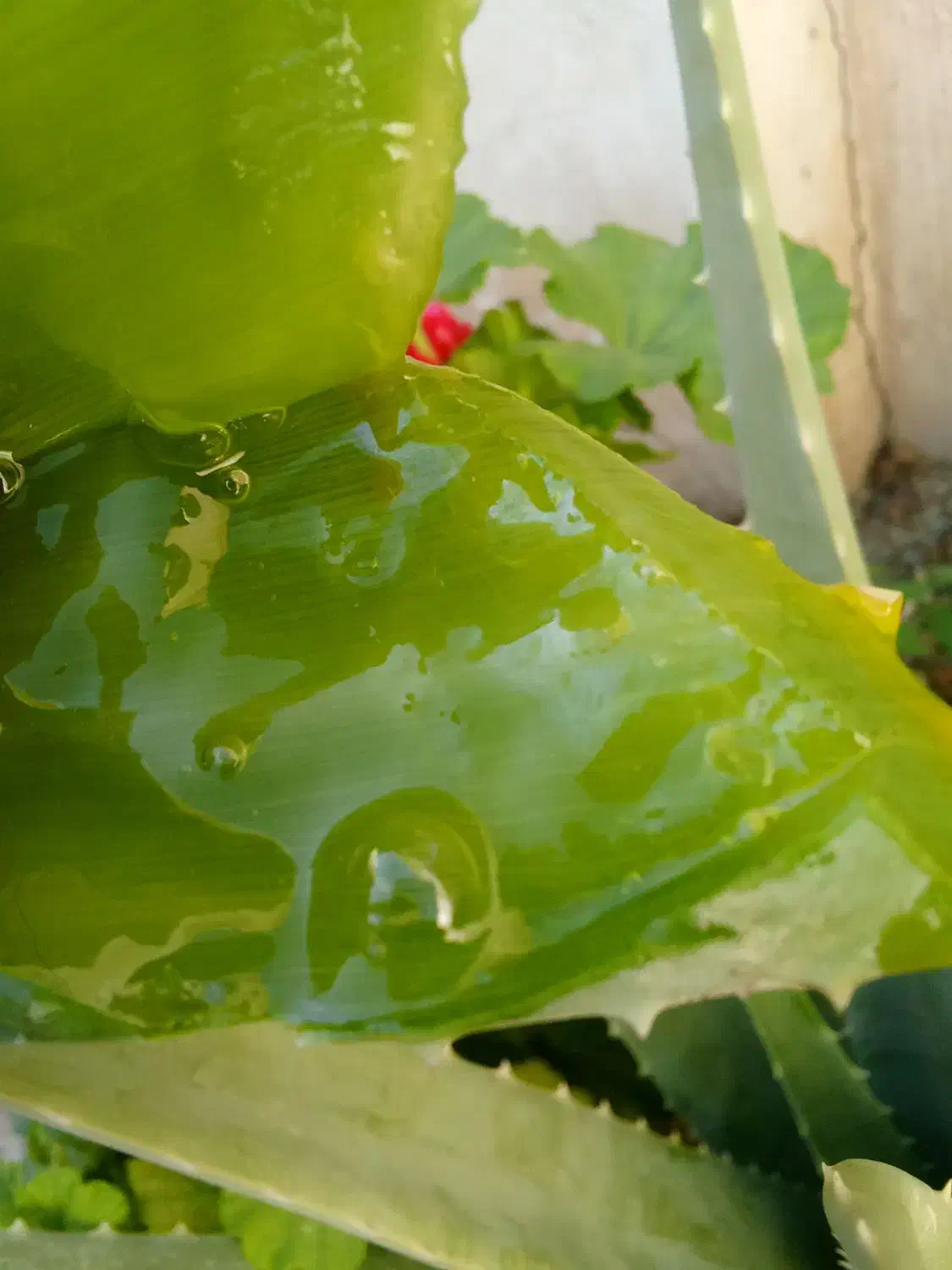 الوورا با برگهای سبز وسرحال و خاصیت درمانی|آرایشی، بهداشتی، درمانی|نهاوند, |دیوار