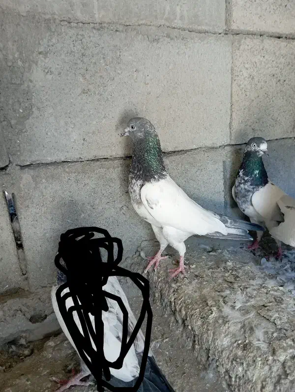 کبوتر فروشی پاکستانی|پرنده|سندرک, |دیوار