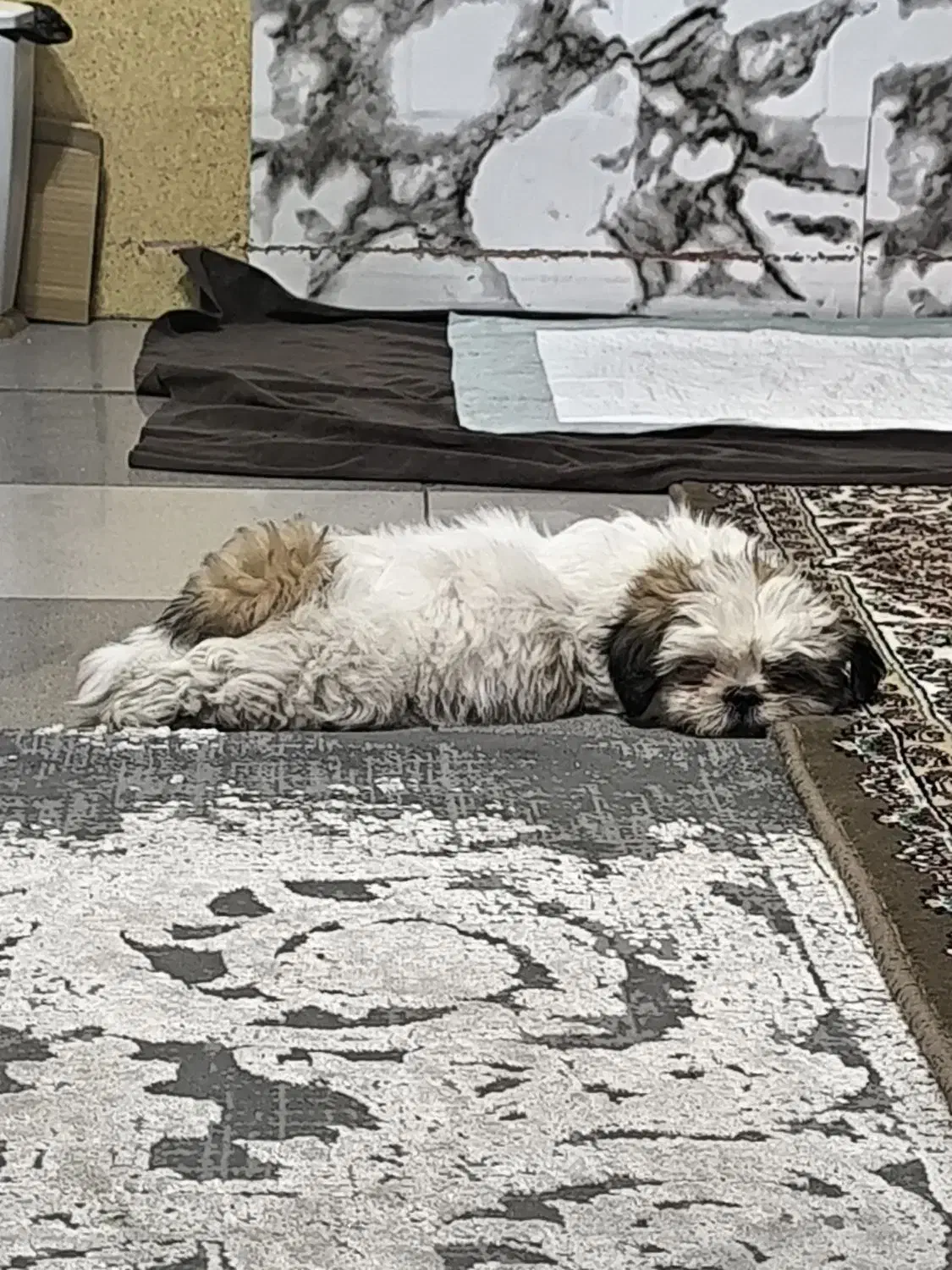 سگ شیتزو سوپر فلت|سگ|تهران, یاخجی آباد|دیوار