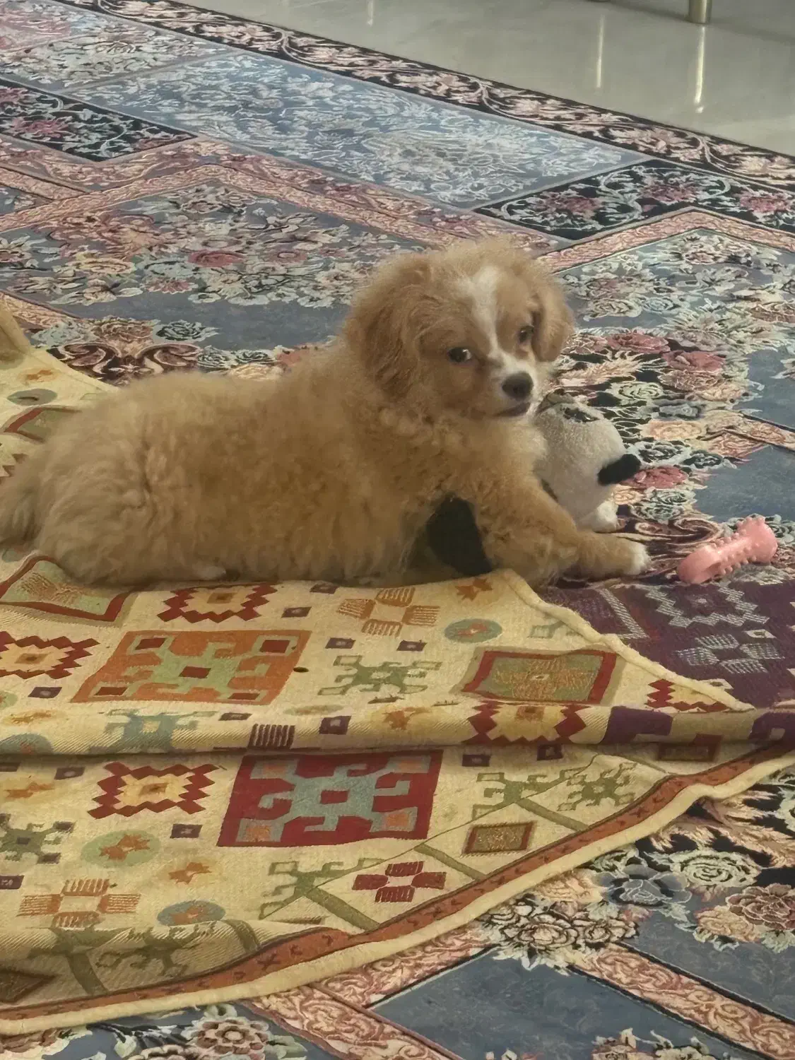 فروش سگ|سگ|کرمان, |دیوار