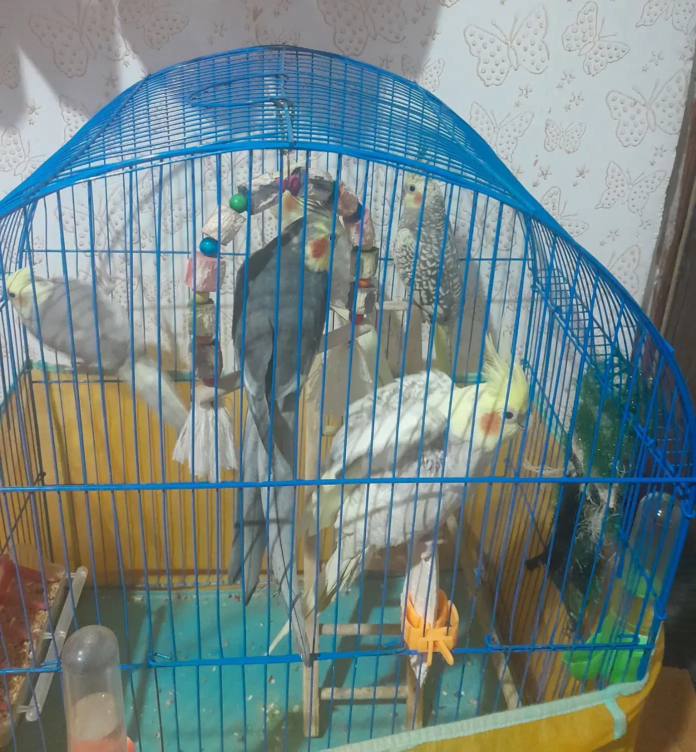 فروش طوطی عروس|پرنده|رشت, حمیدیان|دیوار