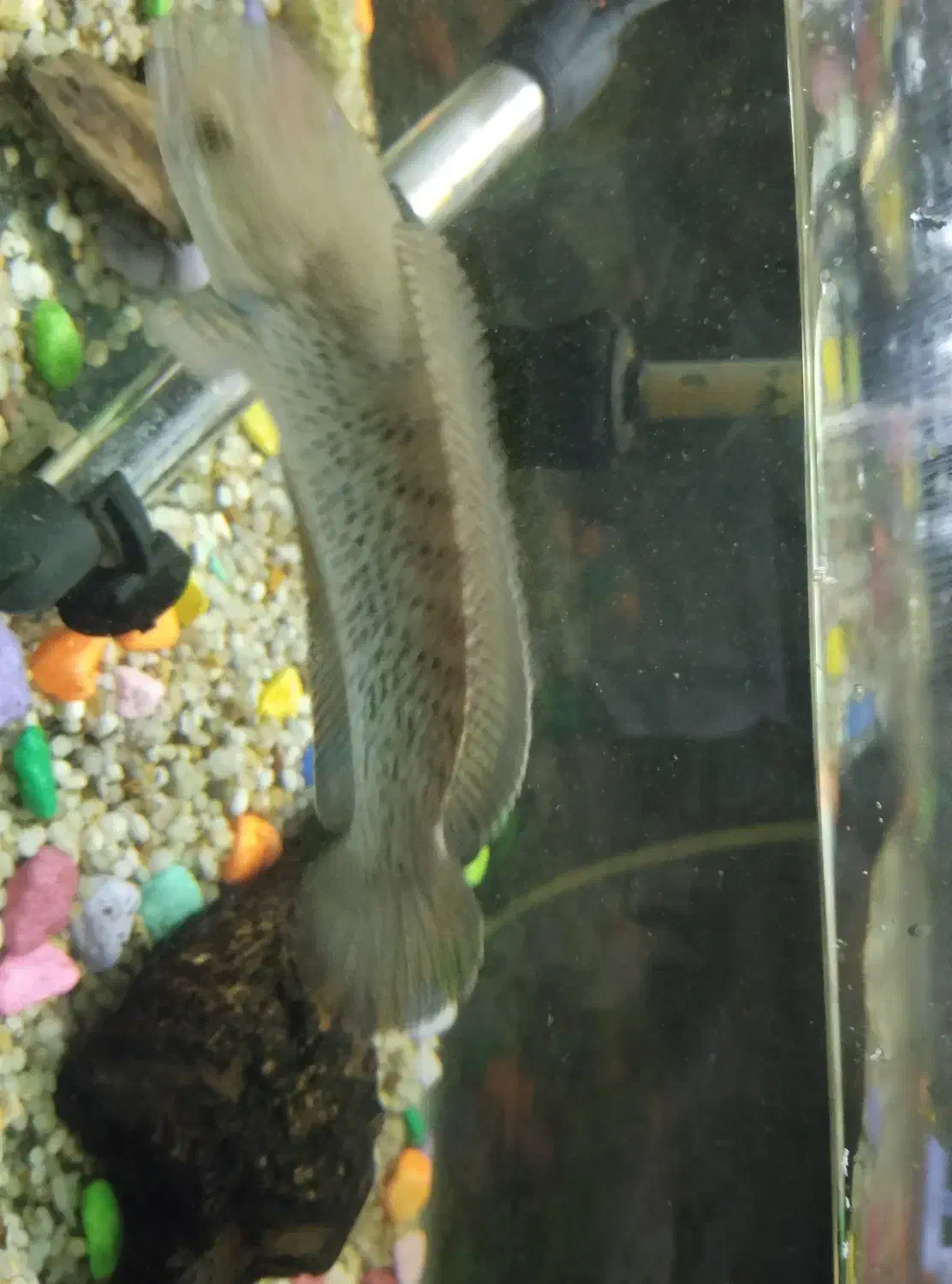 ماهی بلک گلکسی چانا|ماهی|اصفهان, سرچشمه|دیوار