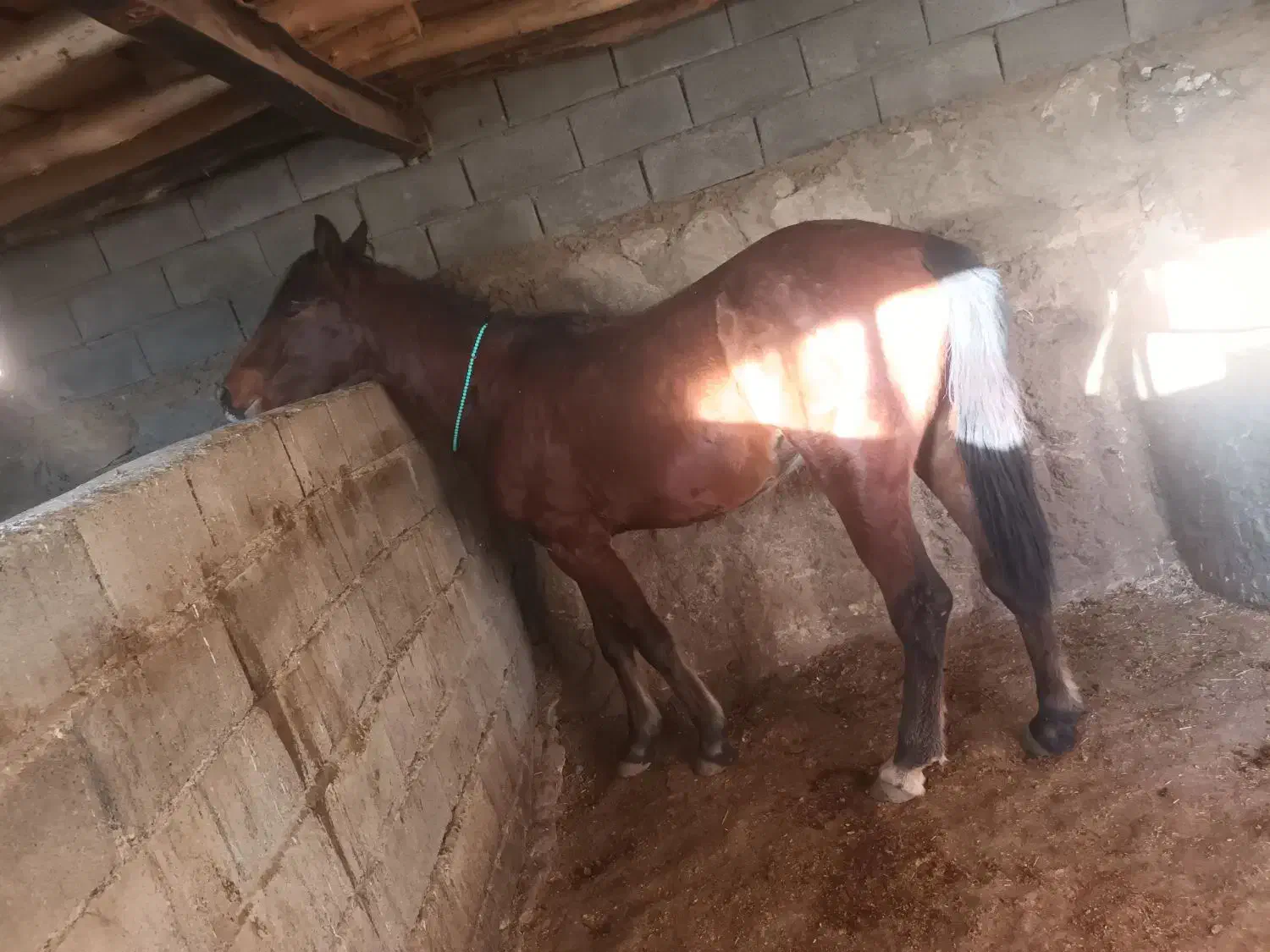 اسب نریان ۱۷ ماهه|اسب و تجهیزات اسب‌سواری|تویسرکان, |دیوار