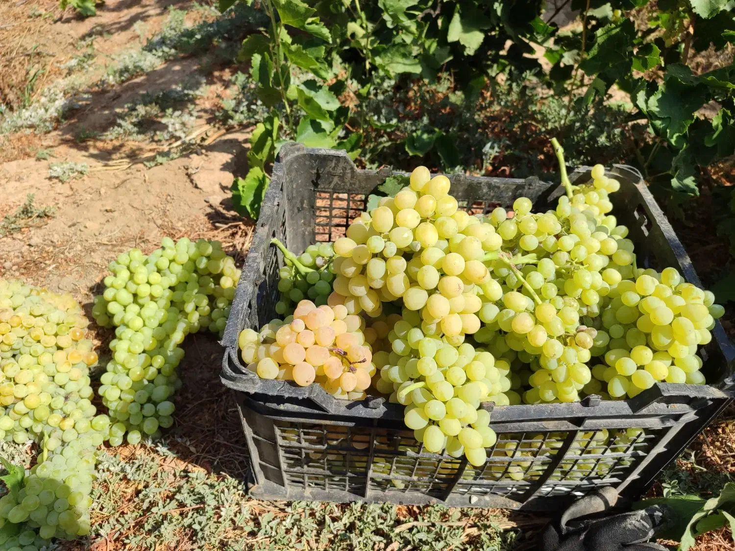 باغ انگور|فروش دفتر صنعتی، کشاورزی، تجاری|ضیاء آباد, |دیوار