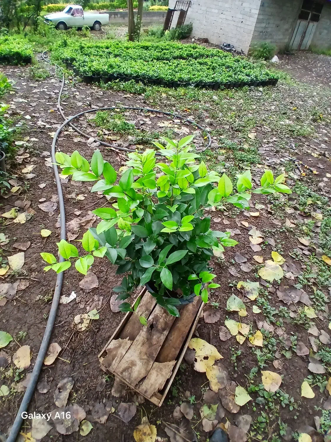 یاس هلندی سطل 10 هرس شده پر پر ریش پرس|گل و گیاه طبیعی|رحیم‌آباد, |دیوار