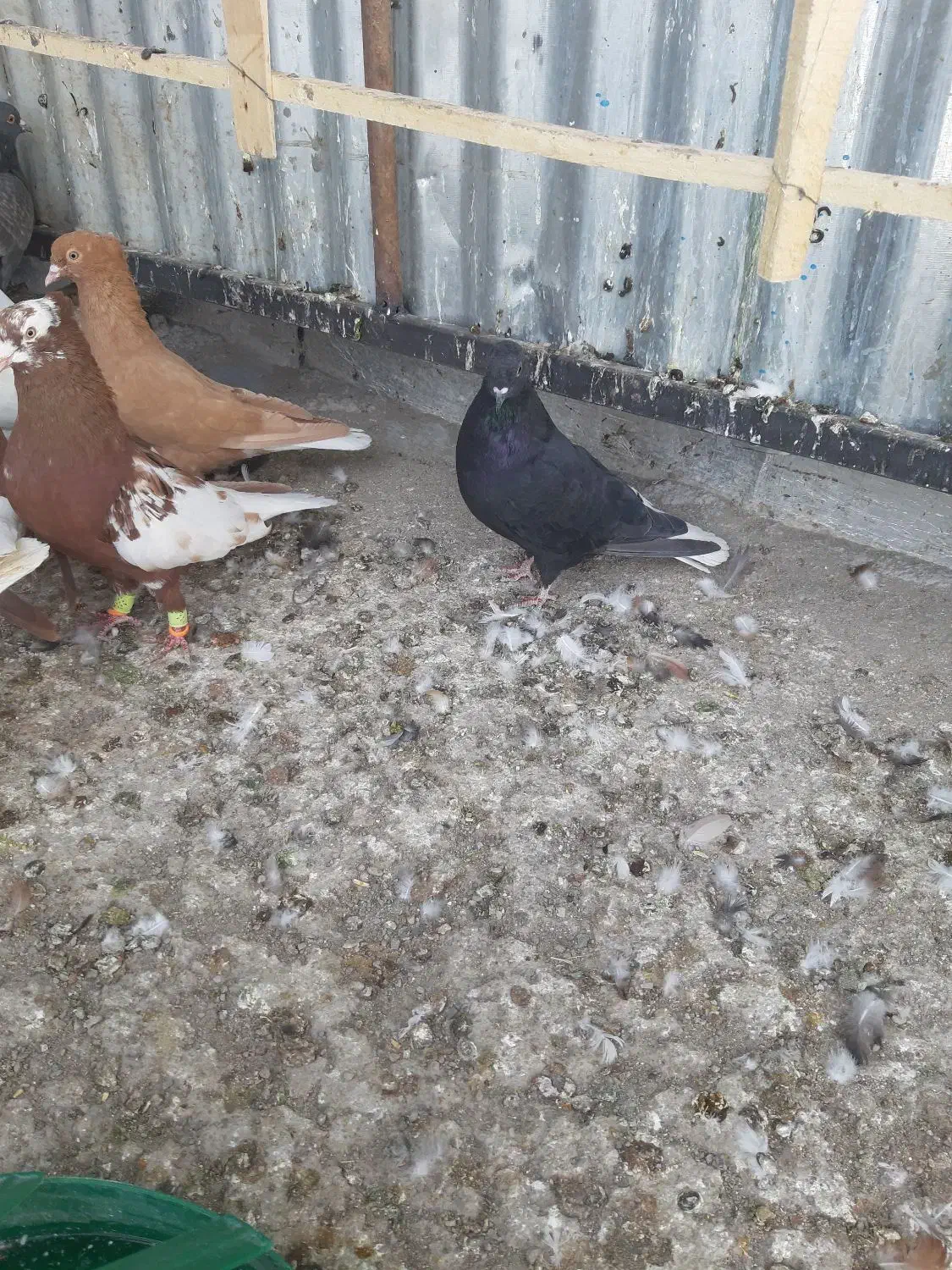 زاغ دمسفید|پرنده|تربت‌حیدریه, یحیی آباد|دیوار