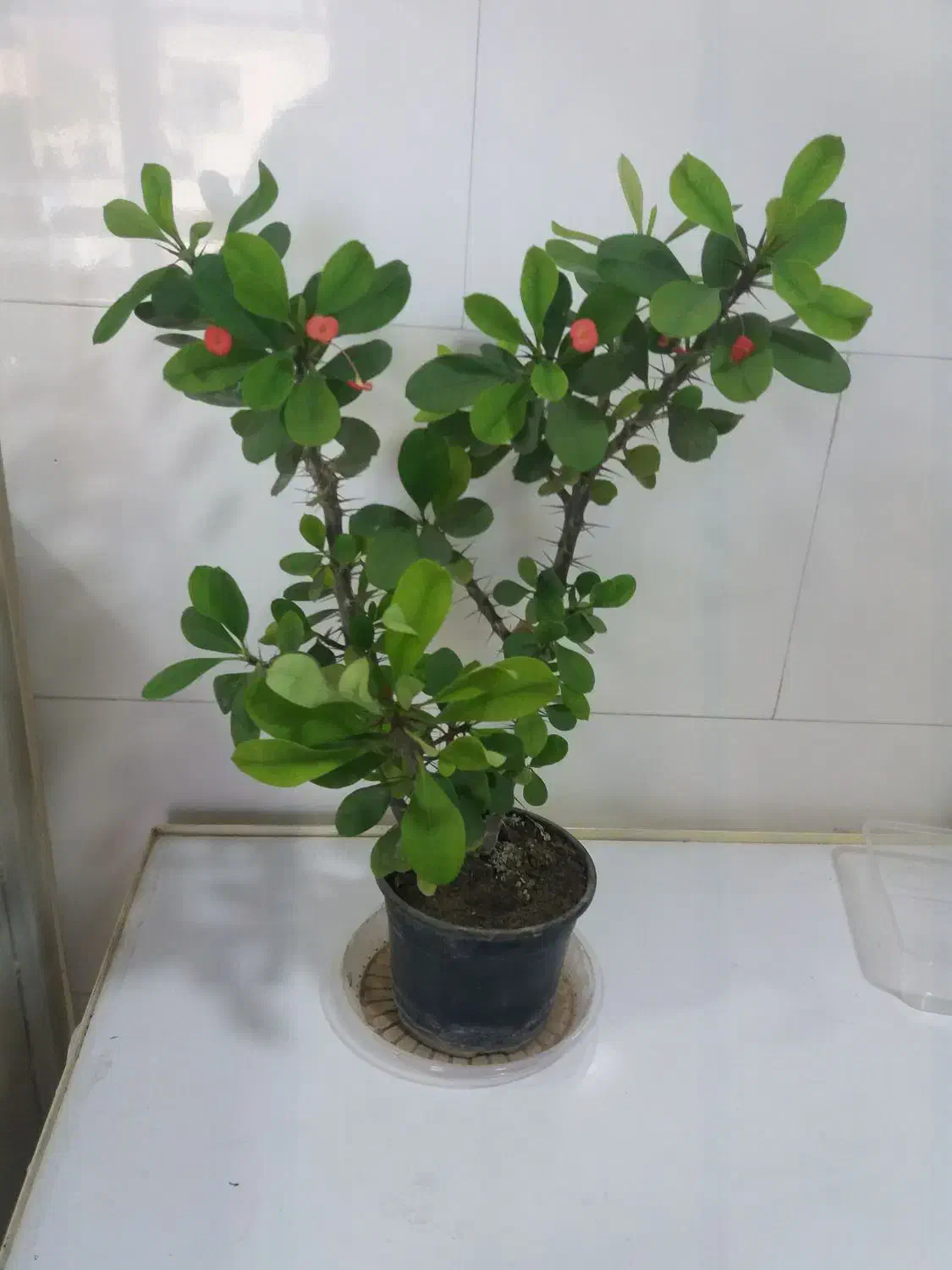 گل و گیاه آپارتمانی|گل و گیاه طبیعی|سقز, |دیوار