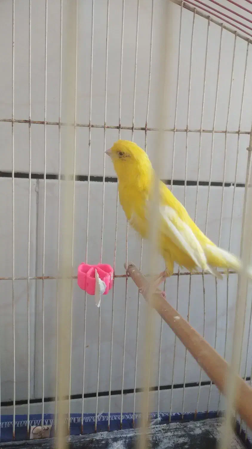 قناری رسمی بلند نر|پرنده|رامهرمز, |دیوار