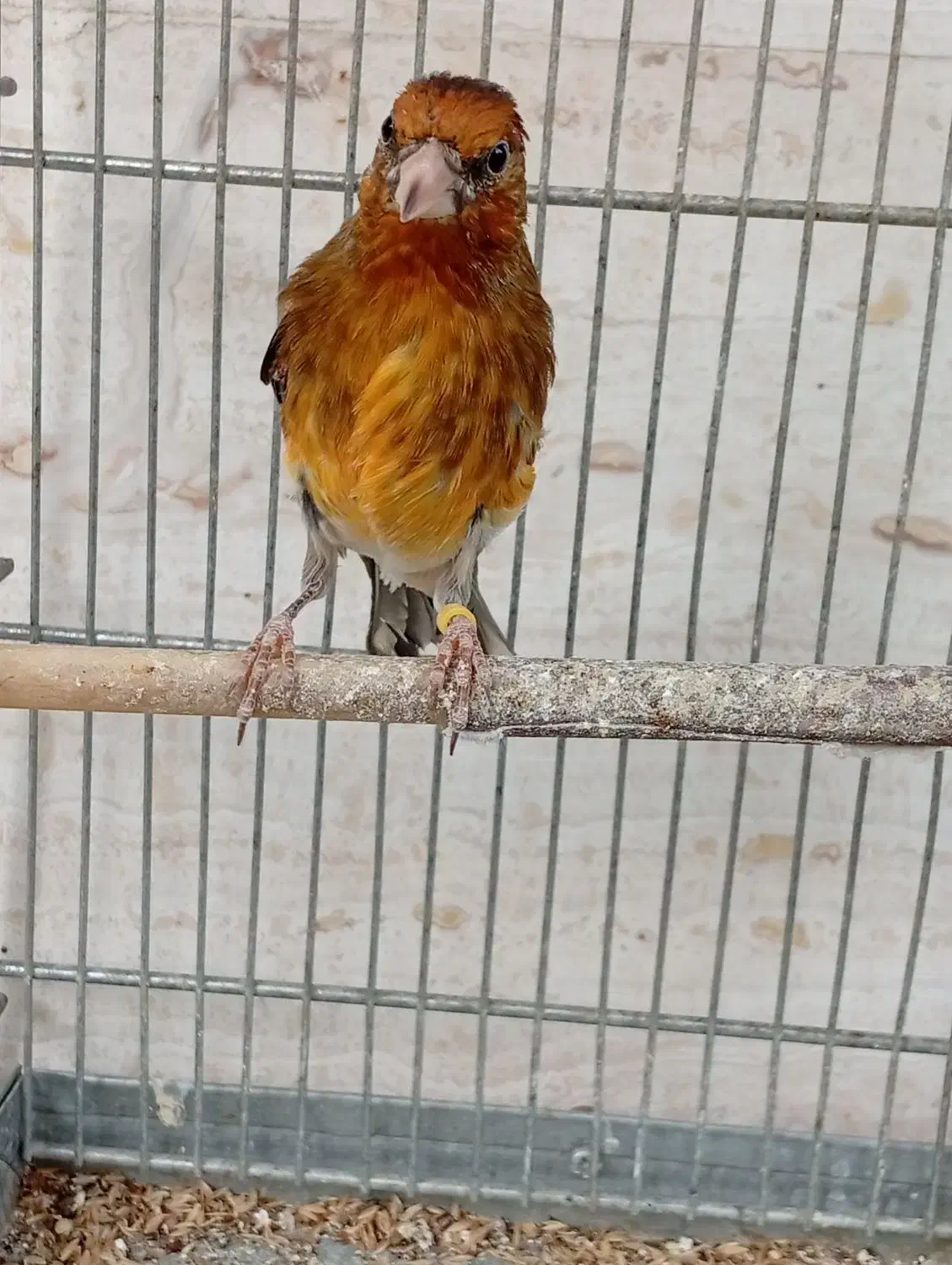 سهره قناری دهن ارسنجونی|پرنده|شیراز, صاحب الزمان|دیوار