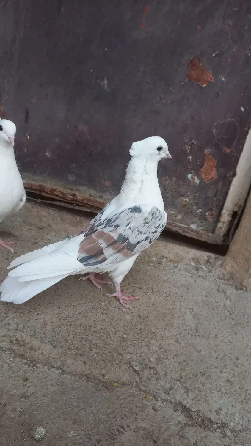 گرده دار|پرنده|چگنی, |دیوار