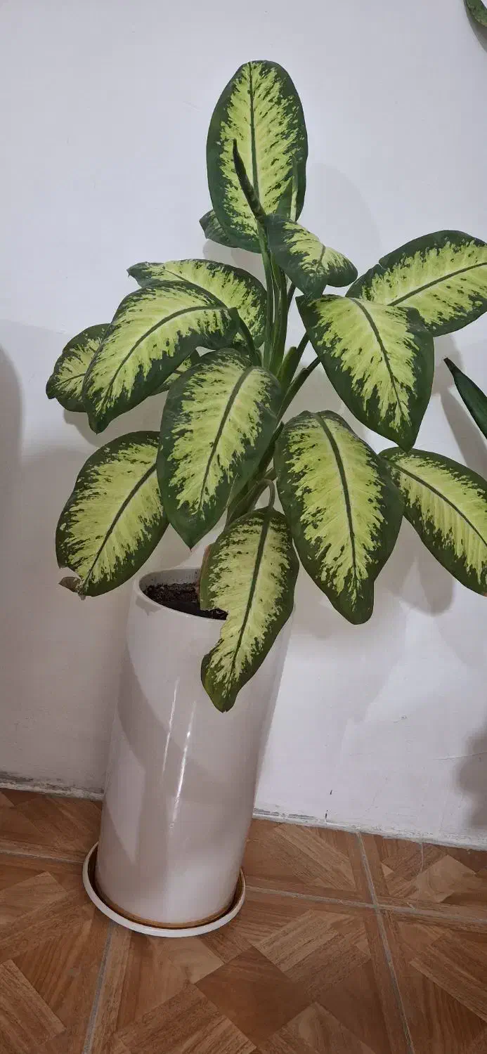 گل وگیاه طبیعی|گل و گیاه طبیعی|ایلام, |دیوار