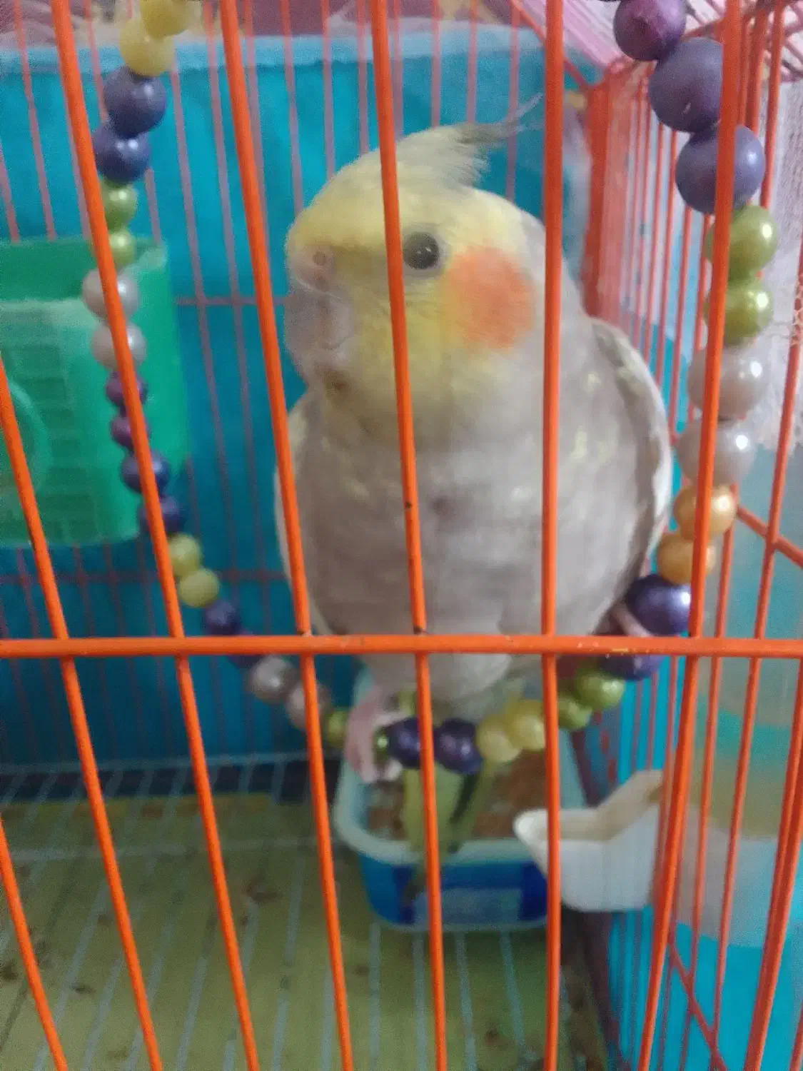 عروس‌هلندی‌سخنگو|پرنده|فومن, |دیوار