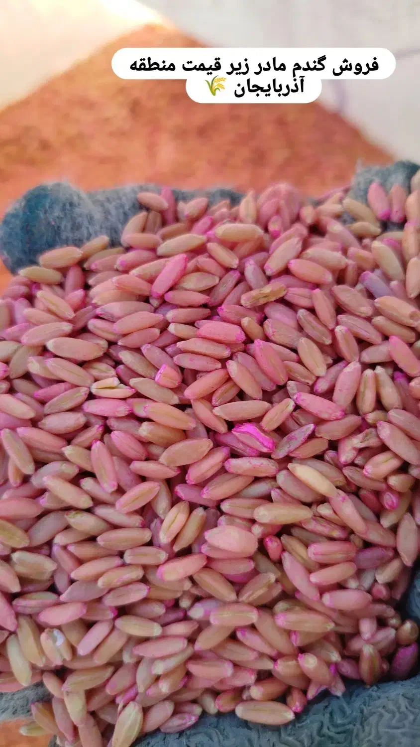 گندم مادر بوجاری شده|خدمات باغبانی و درختکاری|میانه, |دیوار