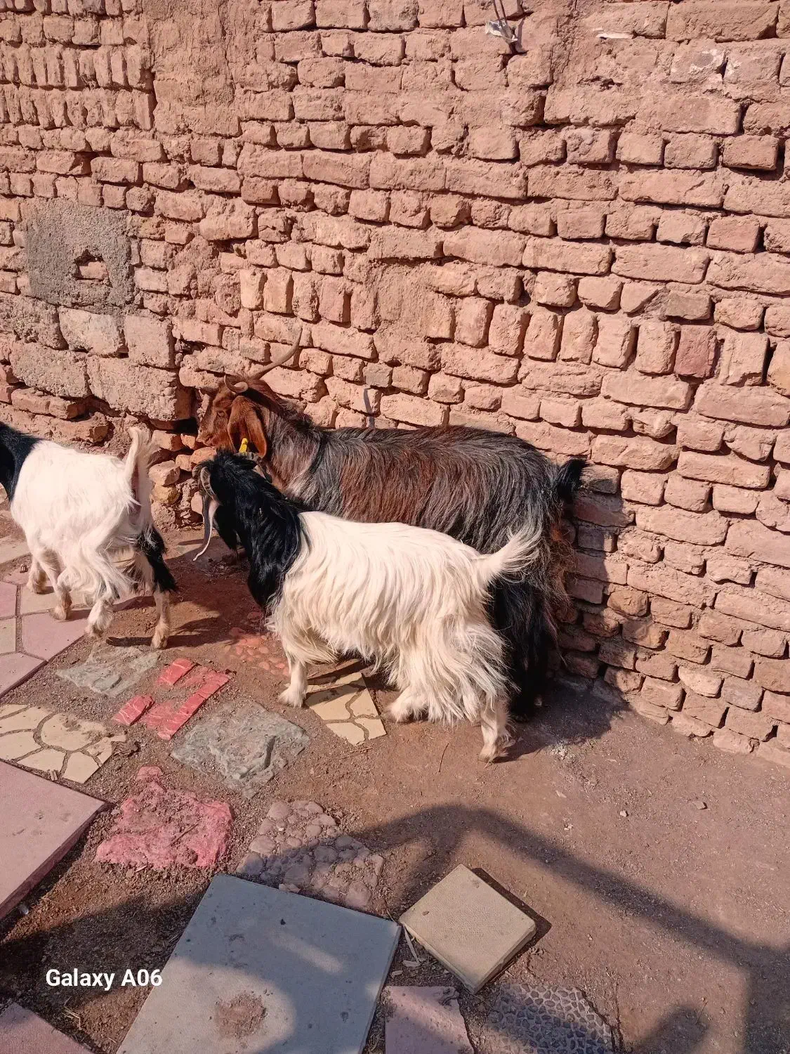 بز و بزغاله|حیوانات مزرعه|رباطکریم, رباطکریم|دیوار