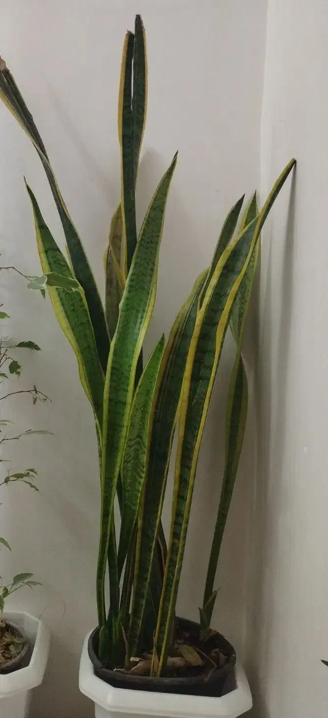 گل طبیعی|گل و گیاه طبیعی|گلستان (تهران), |دیوار