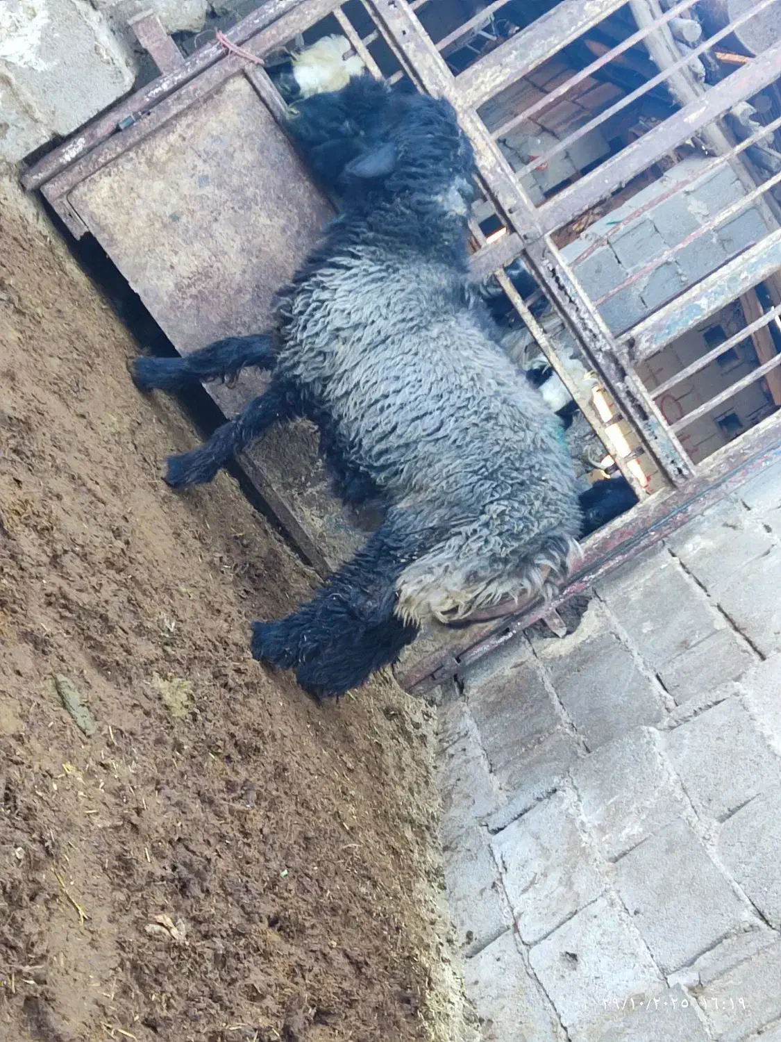 بره نر قوچی|حیوانات مزرعه|حسن آباد, |دیوار