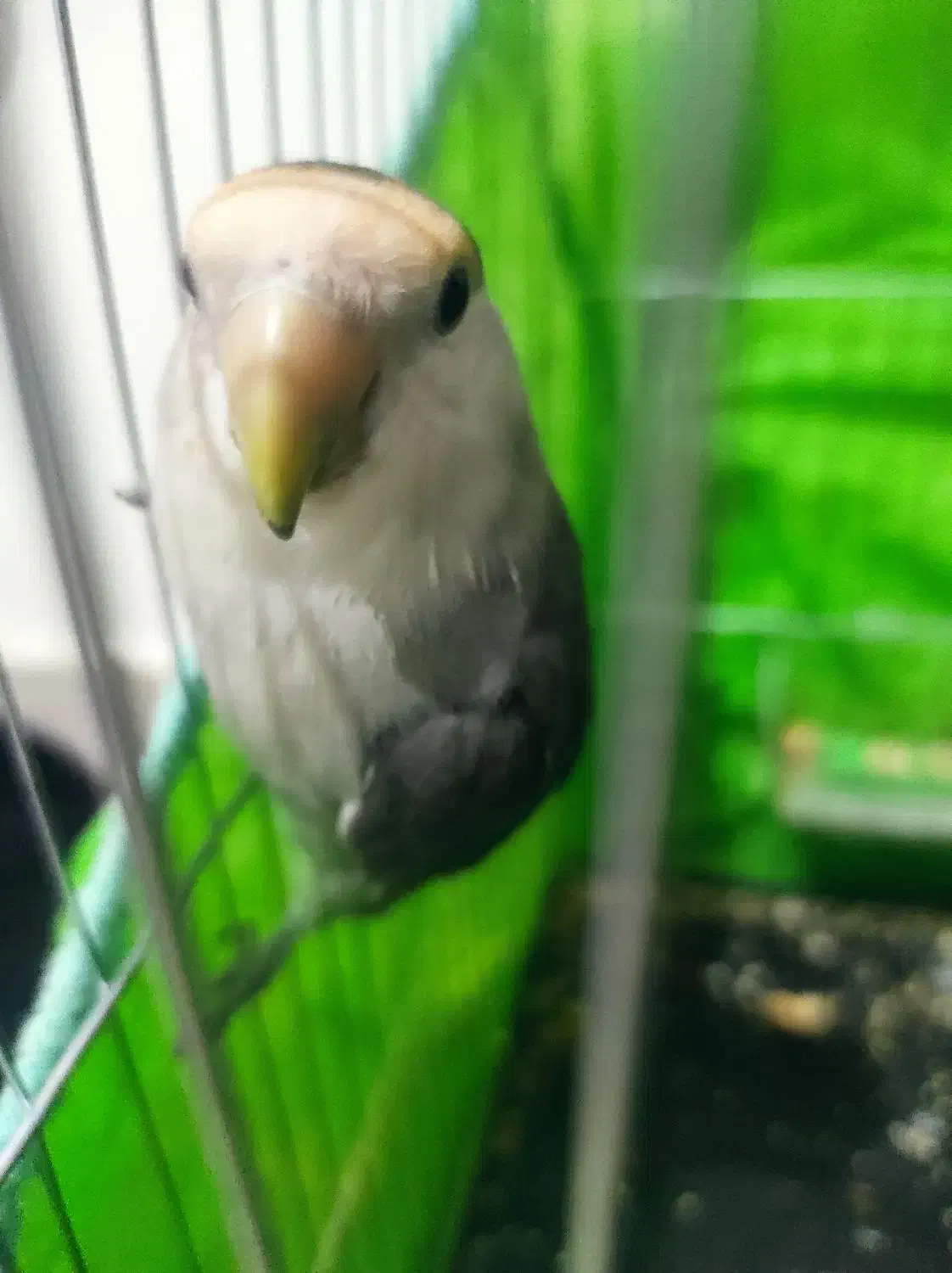 پرنده (طوطی برزیلی)|پرنده|کرمانشاه, |دیوار