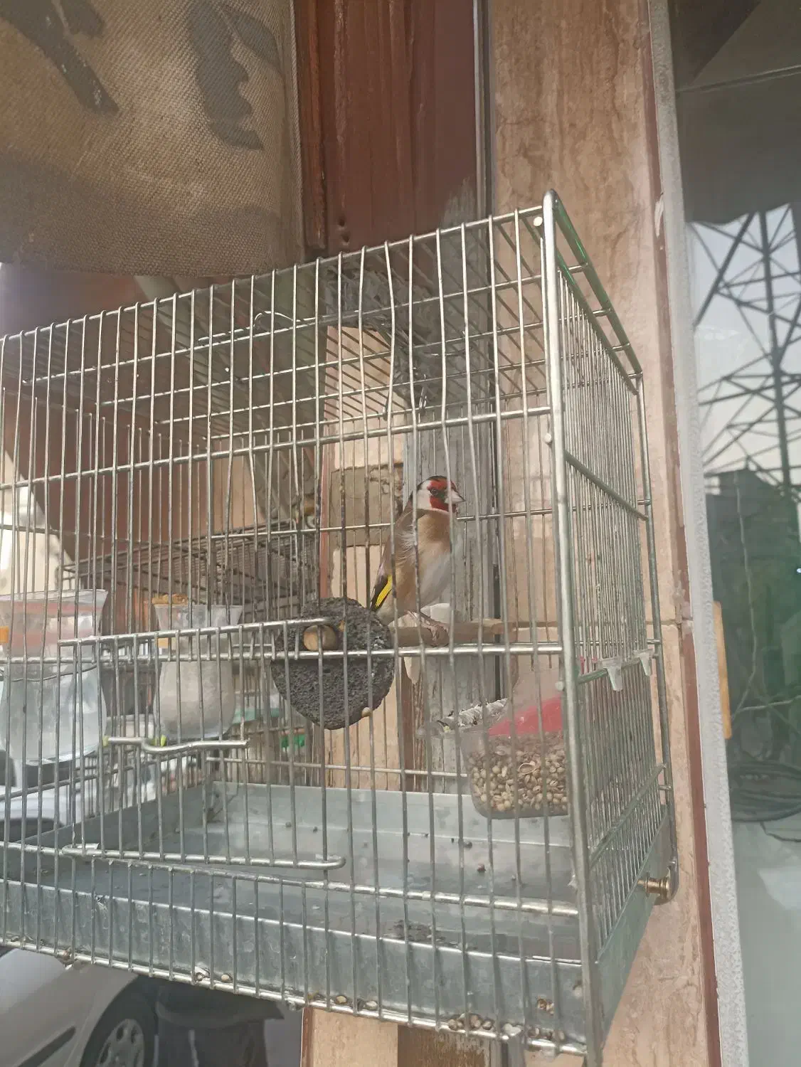 پرنده سهره|پرنده|تهران, خاک سفید|دیوار