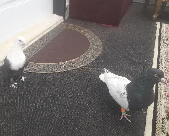 رنگی کل سفید|پرنده|قم, هنرستان|دیوار