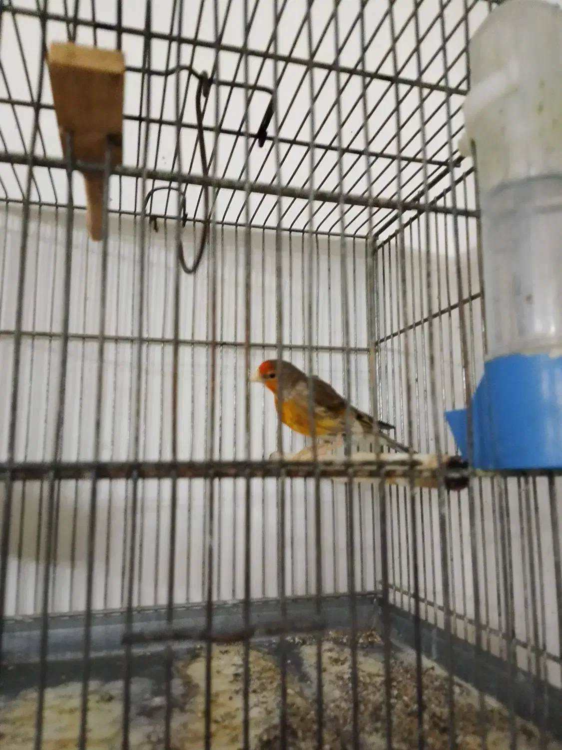 سره قناری دهن لر|پرنده|محمدشهر, محمدشهر|دیوار