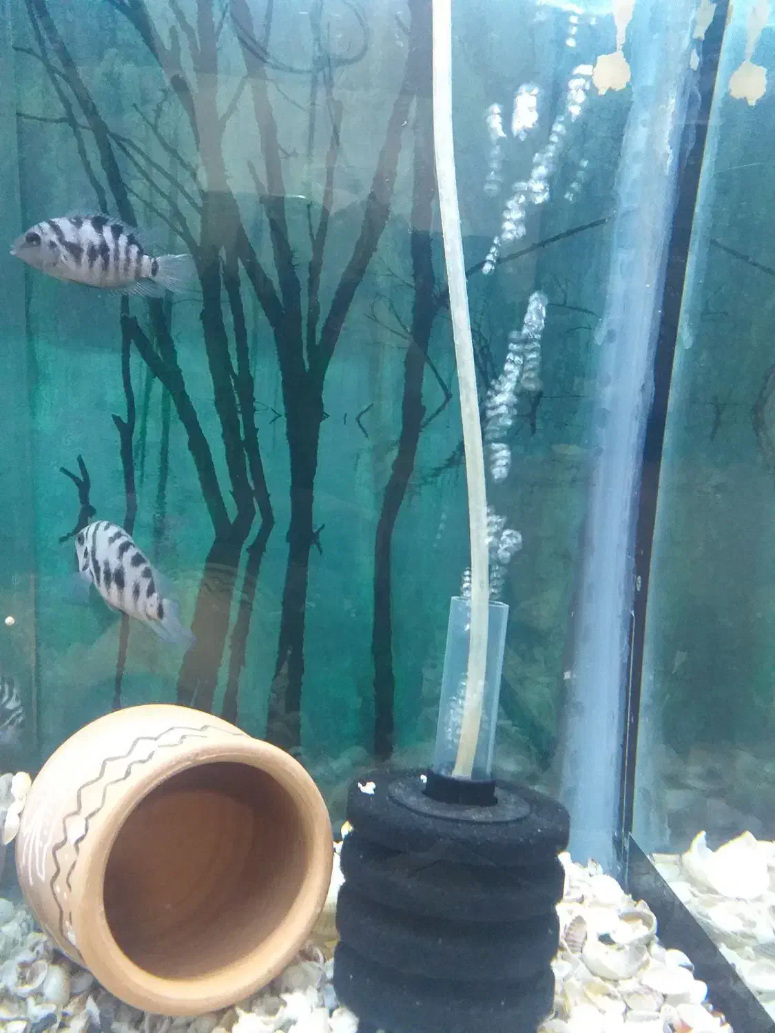 جفت سیچلاید گوره خری مولد|ماهی|اردبیل, |دیوار