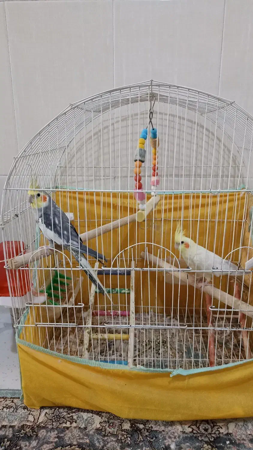 عروس هلندی|پرنده|نقده, |دیوار