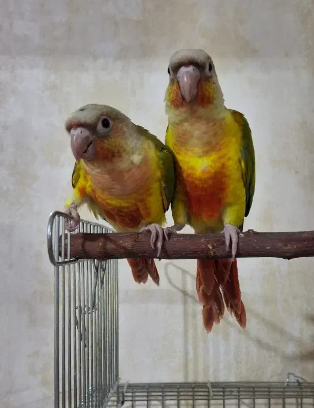 طوطی گرینچیک با قرمزی عالی|پرنده|مهریز, |دیوار