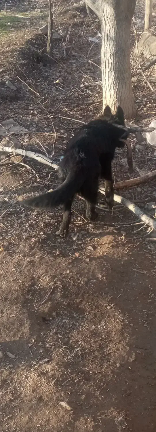 جرمن بلک|سگ|نیشابور, مدرس|دیوار