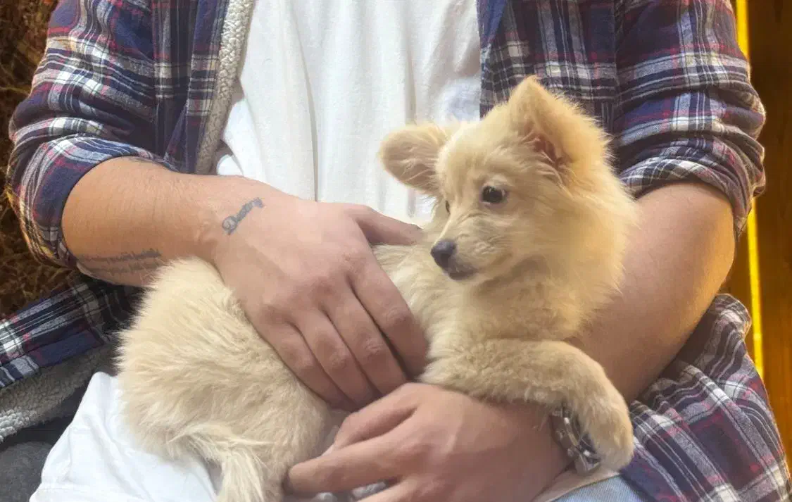 توله پامر اشپیتز چهار ماهه|سگ|صدرا-فارس, فاز ۱|دیوار