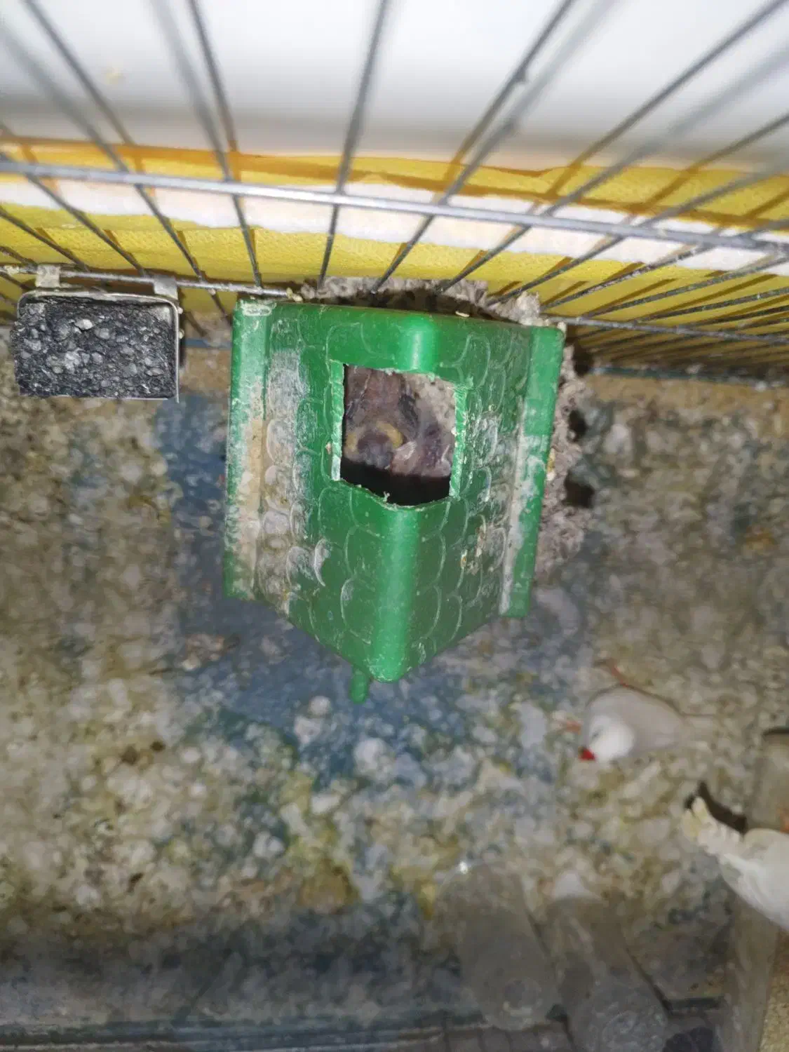 جفت فنچ فنج با تخم مولد سفید|پرنده|شیراز, ماه فیروزان|دیوار