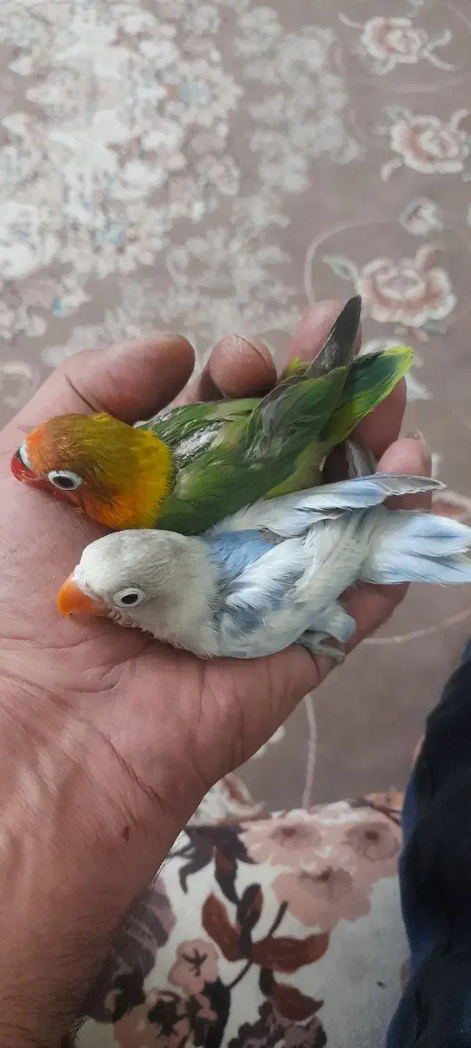 طوطی برزیلی دستی|پرنده|پاکدشت, پاکدشت (مامازند)|دیوار