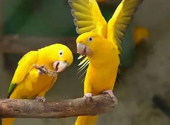 خورشیدی ملنگو شاه راهب میخرم پرندگان شما را|پرنده|شیراز, لب آب|دیوار