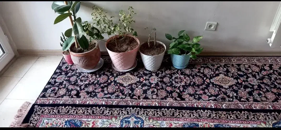 کناره ۳/۵ متری|فرش|ری, سیزده آبان|دیوار