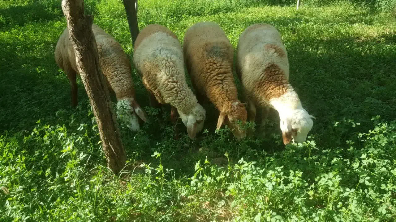 قوچ و بَره همو|حیوانات مزرعه|کلات (خراسان), |دیوار