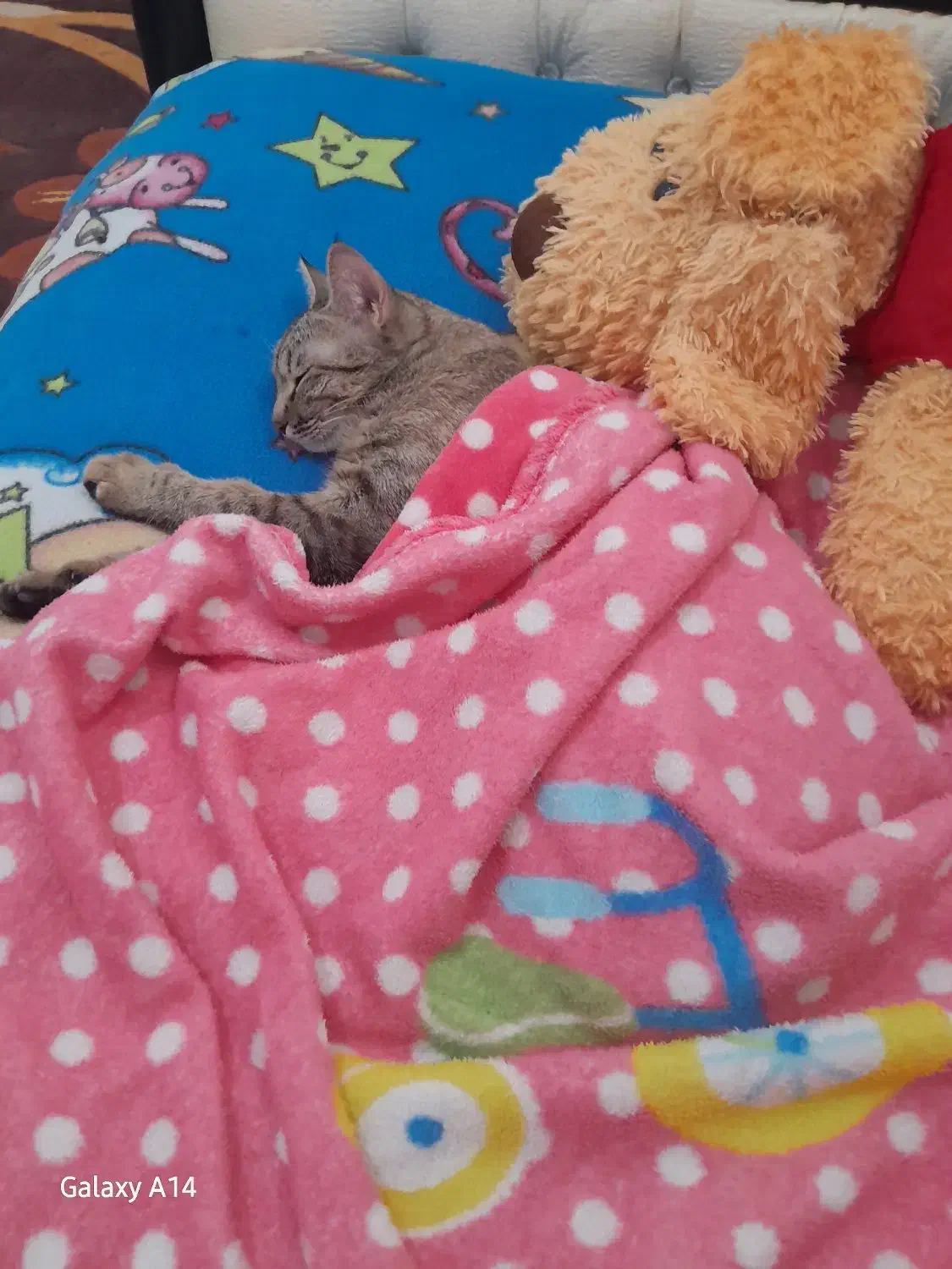 گربه دی اس اچ|گربه|شیراز, کوشک میدان|دیوار