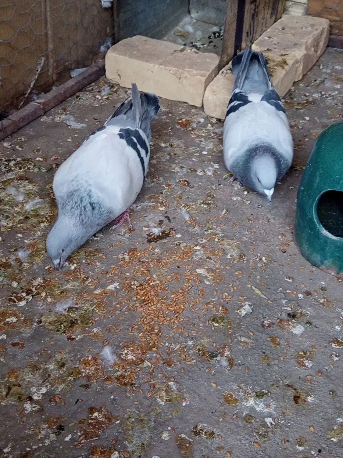 کبوتر|پرنده|راور, |دیوار