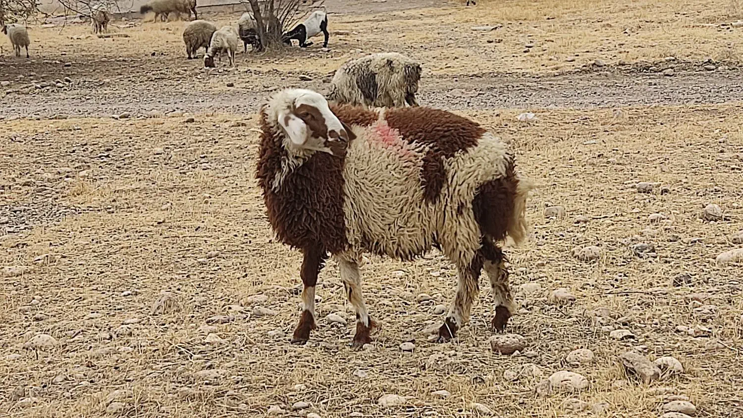 بره نر|حیوانات مزرعه|شوش, |دیوار